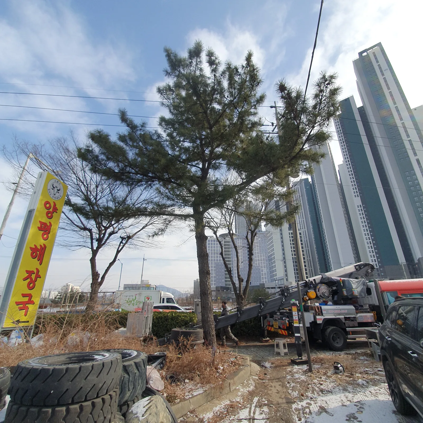 마포 망원동 건물 인접 위험목 처리 전
