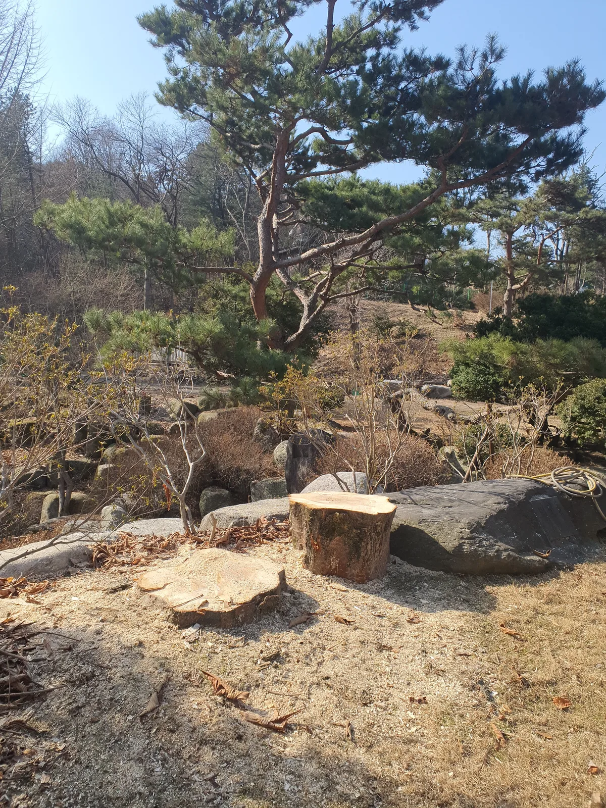 암반 위 그루터기·뿌리 제거 시공 현장 — 소형 장비 병행 완전 처리