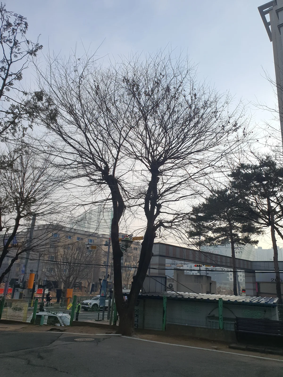 도심 상가 인근 위험목 제거 시공 현장 — 전선 교차 수목 단계별 절단