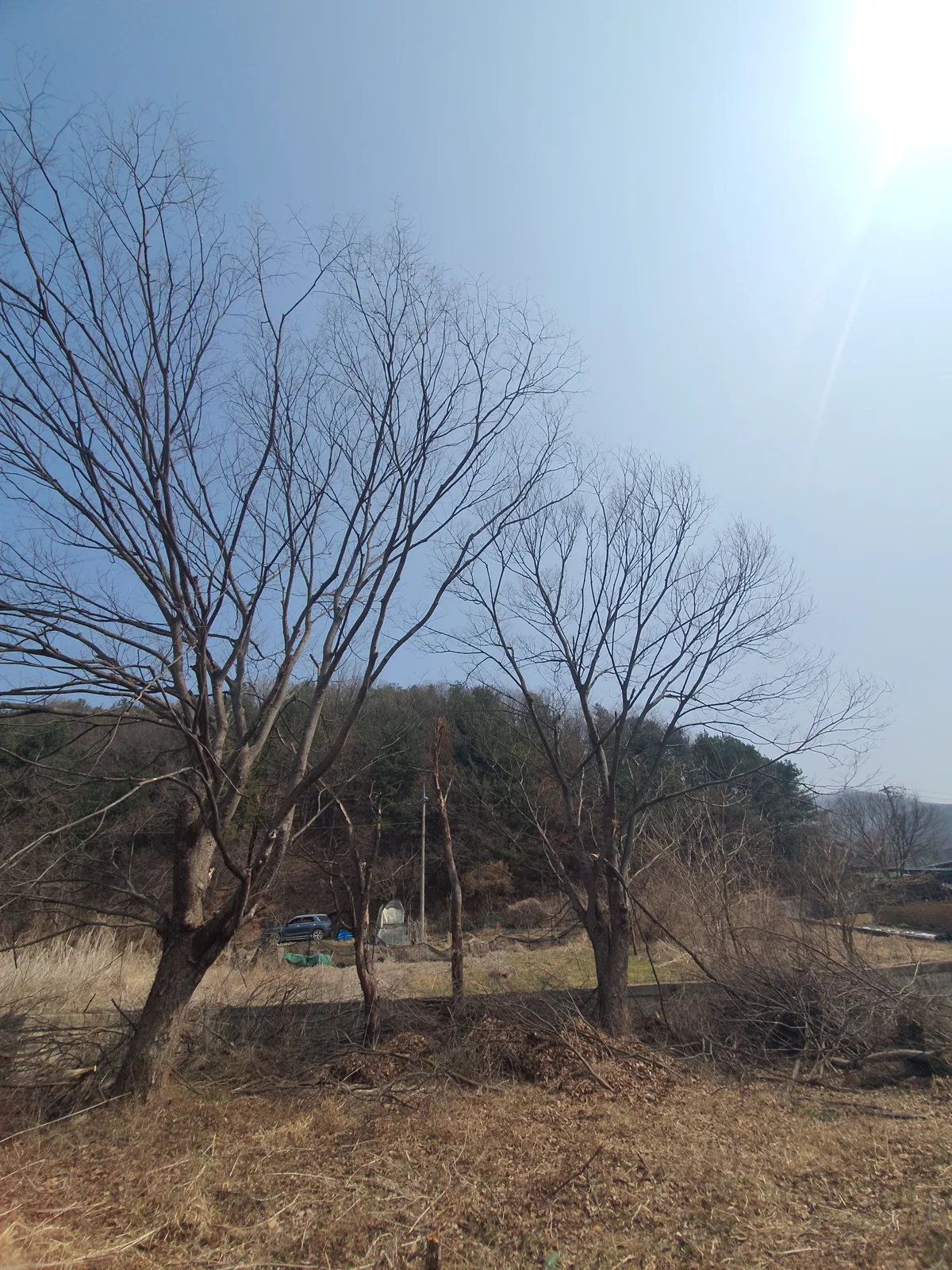 나무철거 잔재 반출 마감 — 고사목 절단 목재·가지·뿌리 잔재 당일 전량 수거 완료