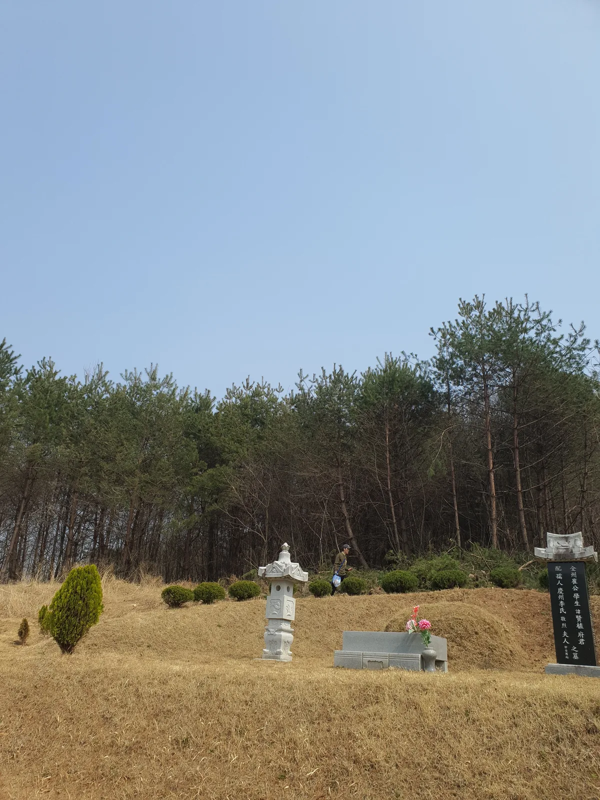나무철거 단계별 안전 철거 — 묘지 조경수 가지·줄기·뿌리 구간별 절단 작업